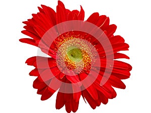 Red Gerbera Flower isolated with PNG format.