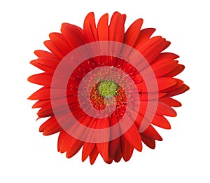 Red Gerbera flower isolated on white background
