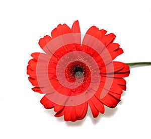 Red gerbera flower isolated on a white background.