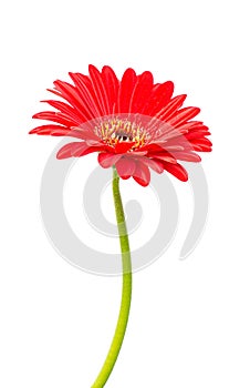 Red gerbera flower isolated