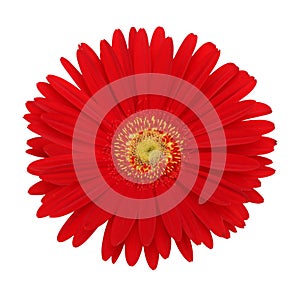 Red gerbera flower photo