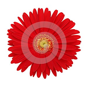 Red gerbera flower