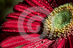 Red gerbera flower - Macro photography with detail of red gerbera flower with water droplets on the petals under natural sunlight