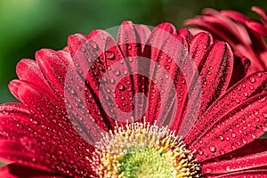 Red gerbera flower - Macro photography with detail of red gerbera flower with water droplets on the petals under natural sunlight