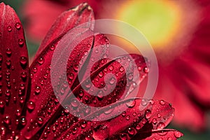 Red Gerbera Flower - Macro photography with detail of red gerbera flower with water droplets on the petals under natural sunlight