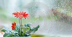 Red gerbera flower on rainy glass window background. Rainy day. texture of rain drops, wet glass. Feelings, sadness