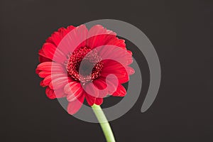 red gerbera flower - red daisy macro petals on black background. spring floral concept