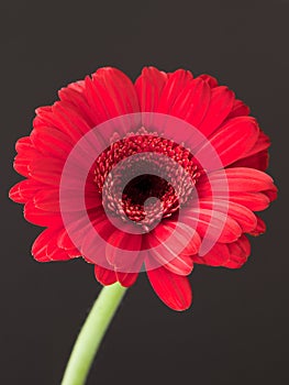 red gerbera flower - red daisy macro petals on black background. spring floral concept