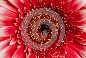 red gerbera flower - red daisy macro petals on green background