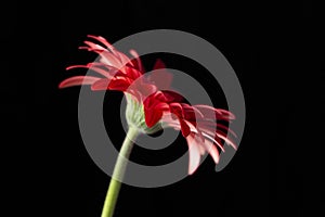 Red gerbera flower