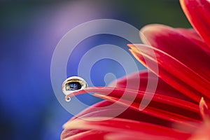 Red gerbera flower with a small drop of water in which tiny flowers are reflected in a beautiful blue bokeh background