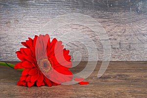 Red gerbera flower with two red hearts