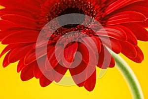 Red gerbera flower . Valentines day concept.