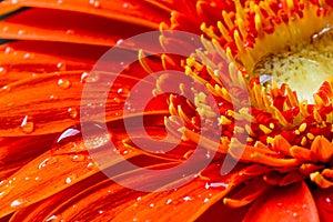Red gerbera flower with water droplets