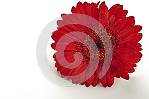red gerbera flower on white background .