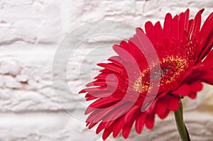 Red gerbera flower on white brick wall background
