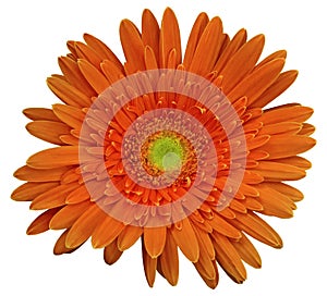 Red gerbera flower, white isolated background with clipping path. Closeup. no shadows. For design.