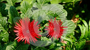 The red Gerbera flowers in garden