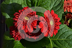 Red Gerbera flowers and green leaves in a pot in a garden in a sunny summer day