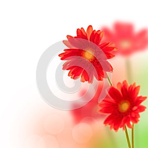 Red gerbera flowers isolated on white