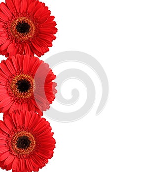 Red gerbera flowers isolated on white background. Closeup