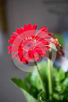 Red Gerbera flowers in the morning.
