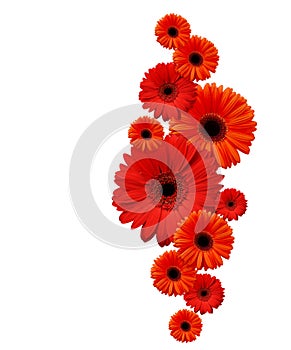 Red gerbera flowers in a vertical composition