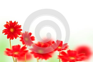 Red gerbera flowers on white