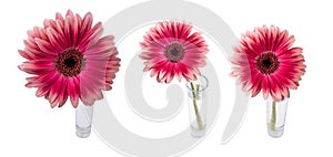 Red gerbera in a glass vase from the background