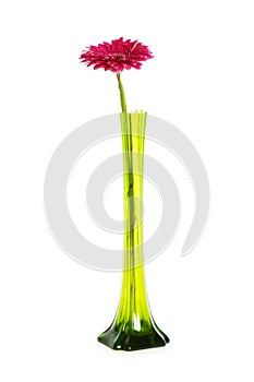 Red gerbera isolated