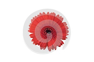 Red gerbera