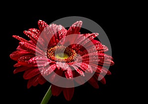 Red gerbera isolated on black background