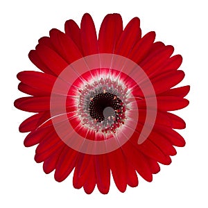 Red gerbera isolated on white background