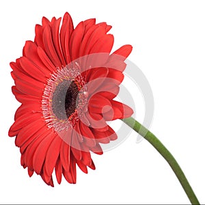 Red gerbera isolated