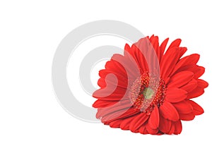 Red gerbera lying on white copyspace