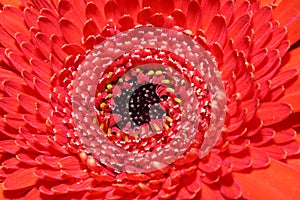 Red Gerbera macro