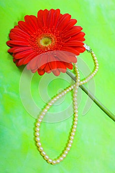 Red gerbera and pearl