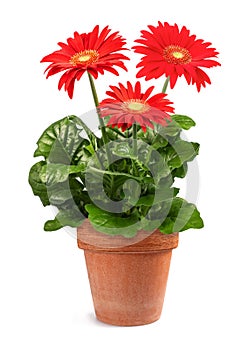 Red Gerbera plant