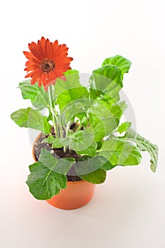 Red Gerbera in Pot