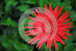 Red Gerbera