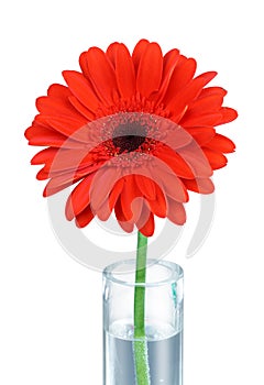 Red gerbera in vase - clipping path