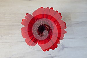 Red gerbera vuelta flower on a white wooden surface photo