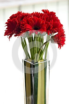 Red Gerbera on white background