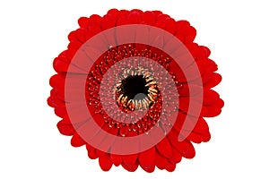 Red Gerbera on White