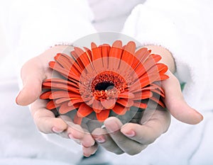 Red gerbera in women hand. Spa.