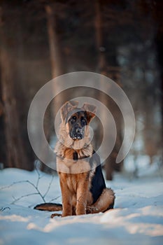 Red german shepard puppy winter portrait