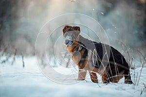 Red german shepard puppy winter portrait