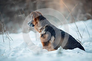 Red german shepard puppy winter portrait