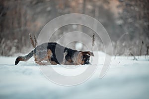 Red german shepard puppy winter portrait