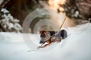 Red german shepard puppy winter portrait